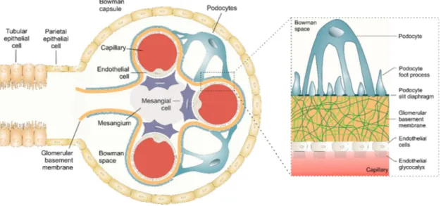 Figure 3. The kidney glomerulus and its filtration barrier consisting of the glomerular endothelium, the  glomerular basement membrane (GBM), and podocytes with their foot processes and the slit diaphragm