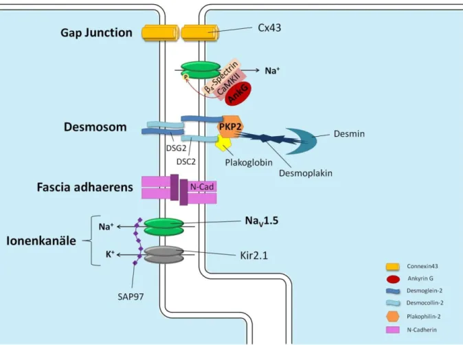 Abb.  2  Schematische  Darstellung  der  molekularen  Glanzstreifen-Architektur  zwischen  zwei  benachbarten  Kardiomyozyten