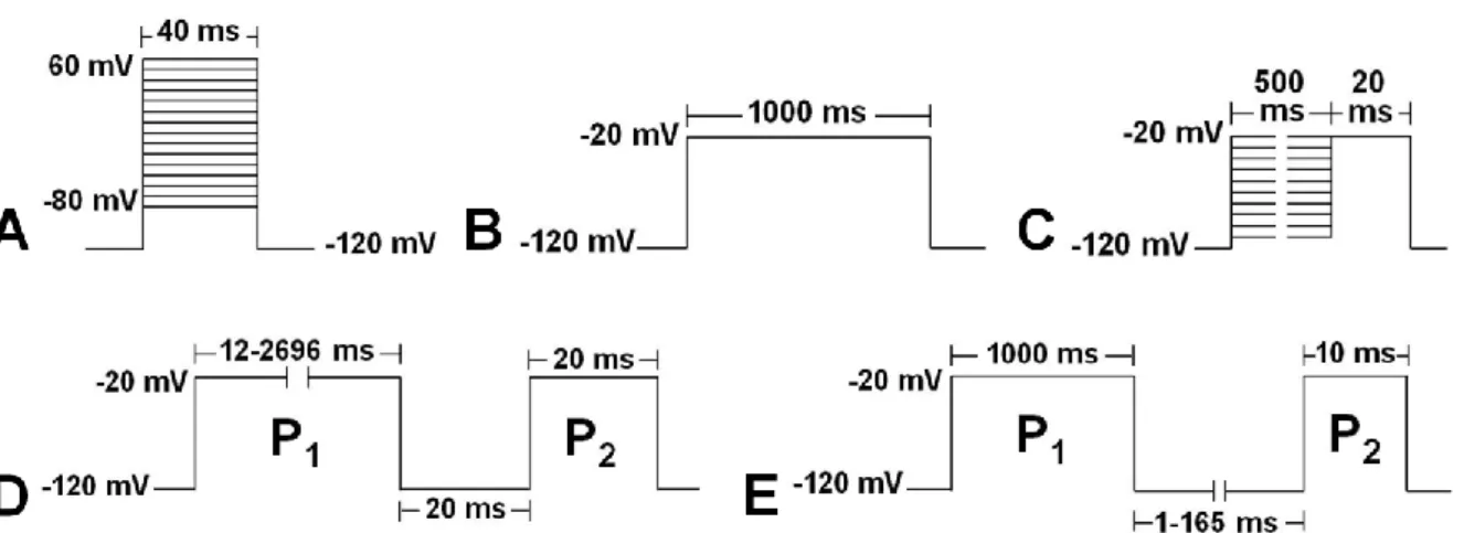 Abb.  9 Messprotokolle  der I Na -Messungen  im  Whole-Cell/Voltage-Clamp-Modus.  Schematische  Darstellung  der  Protokolle  zur  Messung  des  Spitzennatriumstroms  (I Na,max )  (A),  des  späten  Natriumsstroms  (I Na,L )  (B)  sowie  den  Gatingparamet