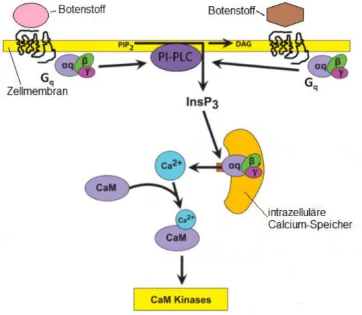 Abbildung  2  Die  kalzium-calmodulin  abhängige  Aktivierung  der  CaMK.  Modifiziert  nach  (Calcium  -  calmodulin  -  CaM kinases | Pancreapedia)