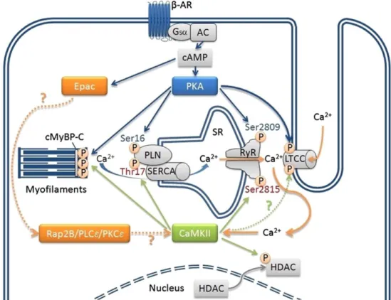 Abbildung 3 Die kardiale β-adrenerge Signaltransduktion und die Rolle von PKA und CaMKII  (Grimm und Brown  2010)