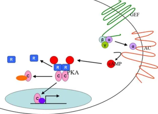 Abbildung 4 G-Protein-gekoppelter Signalweg der Proteinkinase A (Enns et al. 2010) 