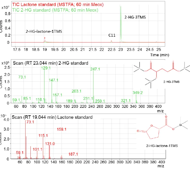 Figure  17.  The  upper  panel  shows  a  chromatogram  of  2-HG  (green)  and  -lactone  (red)  standards  after  silylation  with  MSTFA  and  further  incubation  with  pyridine