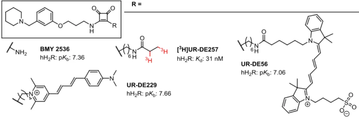 Figure 5.2. Chemical structures of the H 2 R radioligand [ 3 H]UR-DE257, the parent compound BMY 2536, as well as of the  pyridinium  labeled  H 2 R  antagonist  UR-DE229  and  the  cyanine  labeled  H 2 R  antagonist  UR-DE56