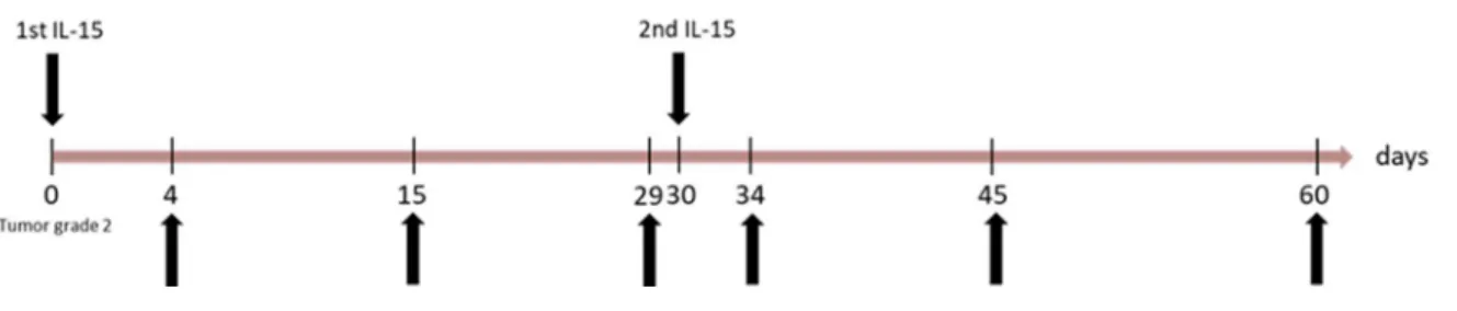 Figure 11: Timeline for treatment and analysis of Grm1 and B6 wt (reference) mice 