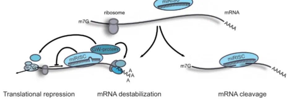 Figure 2 – Mechanism of miRNA function. miRNAs are incorporated into the  RNA-induced  silencing  complex  (miRISC)