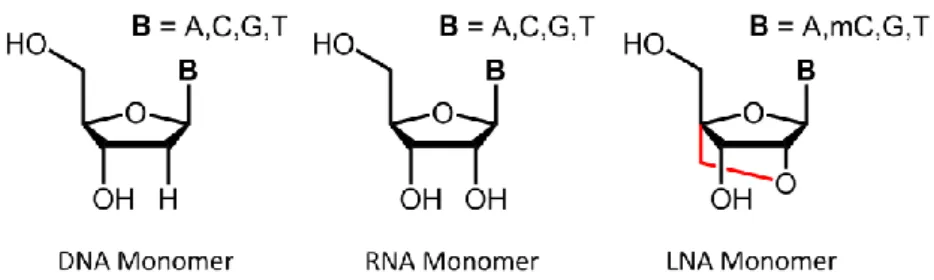 Figure  4  –  Representation  of  a  DNA,  RNA,  and  locked  nucleic  acid  (LNA)  monomer