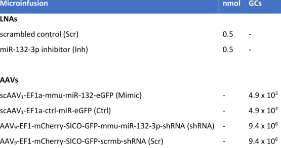 Table 2 – Concentration of locked nucleic acids (LNAs) and genome copies (GCs) of adeno-associated viruses  (AAVs) microinfused bilaterally into the septum of male mice or paraventricular nucleus of rats (only LNAs)