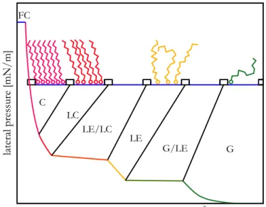 Figure 3.16.: Schematic sketch of a Langmuir isotherm with a representation for each phase and the phase transitions (see text).