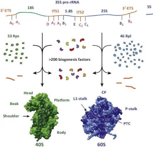 Figure 1: Schematic  overview  of ribosome biogenesis in  Saccharomyces cerevisiae  obtained  from  Kressler et al