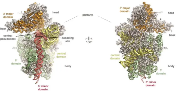 Figure  2:  Tertiary  structures  of  the  mature  small  ribosomal  subunit  adapted  from  Klinge  and  Woolford (2019)