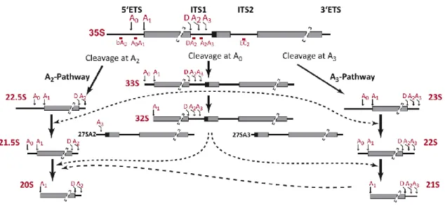 Figure 8: Alternative pre-rRNA processing adapted from Boissier et al. (2017). 