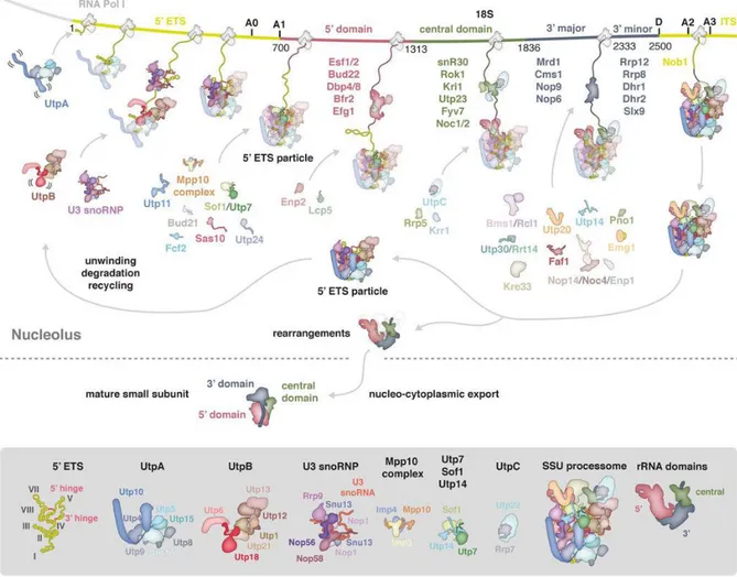 Figure  12:  Schematic  representation  of  the  co-transcriptional  assembly  of  the  SSU  processome  obtained from Barandun et al