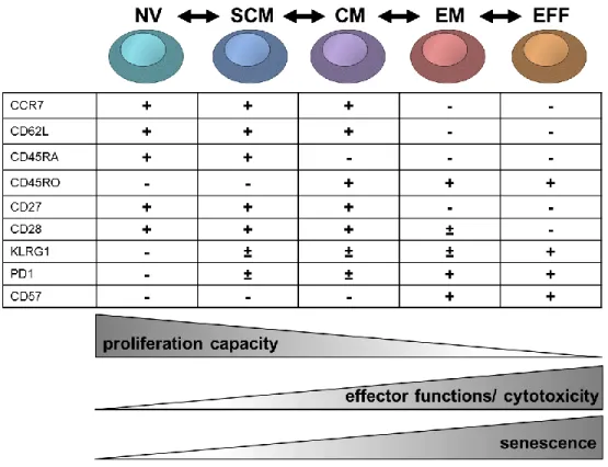 Figure  1:  Model  of  the  differentiation  process  of  CD8  T  cell  subsets  in  humans  and  their  relationship  with  functional attributes
