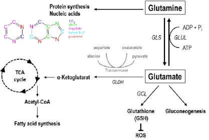 Figure 2: Pathways  linked  to  glutamine  metabolism.  Glutamate is  produced from  glutamine  through glutaminase  (GLS)