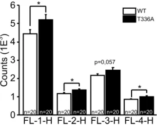 Abbildung 7: Autofluoreszenz von  LLC-PK1 WT - und LLC-PK1 T336A -Zellen 