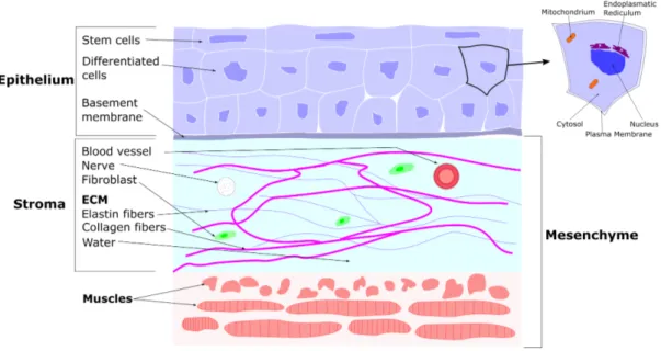 Figure 2.1: Typical tissue structure.