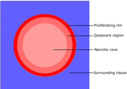 Figure 2.2: Structure of the tumour after necrosis, see also [140, Scheme 1].