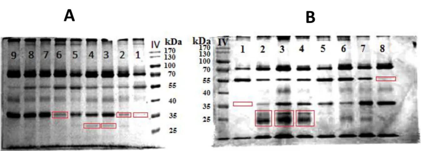 Abbildung 2. Nachweis isolierter Proteine aus Schirmer-Proben mittels SDS-PAGE 