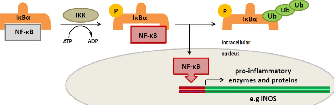 Figure 2: Schematic mechanism of the NF-κB signal transduction pathway. NF-κB: nuclear factor kappa B, IKK: 