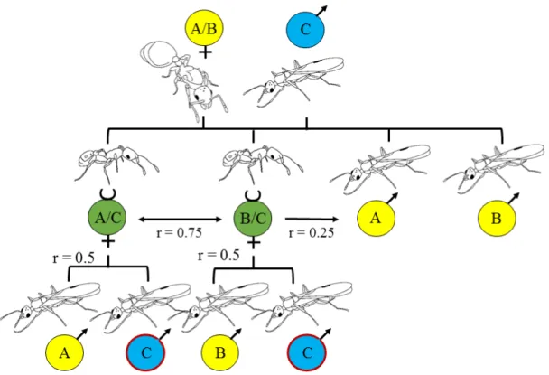 Figure 1.1: Schematic figure of the relatedness (r) in a monogynous, monandrous ant species