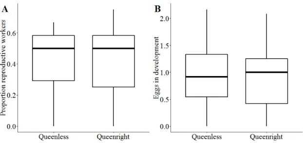 Figure 2.1: Number of reproductive workers (A) and number of eggs that are in development (B) in workers from queenless and queenright Temnothorax crassispinus colonies
