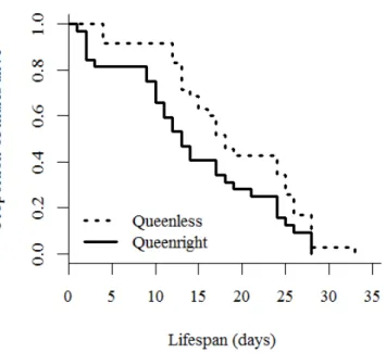 Figure 4.1: Lifespan of T. crassispinus males produced in queenless and queenright colonies