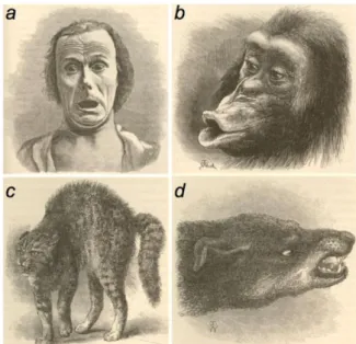 Figure 1. Expression of emotions observed by  Charles Darwin in different species. a, terror in  humans