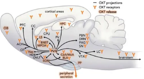 Figure  2. Scheme of OXT  projections, sites of  OXT release , and  OXTR expression within the brain
