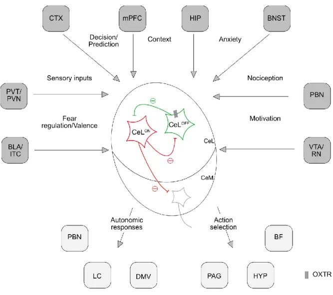 Figure 3. Connectivity of the CeA.  The CeA receives multiple connections from various brain regions  to coordinate an appropriate response face to a threat