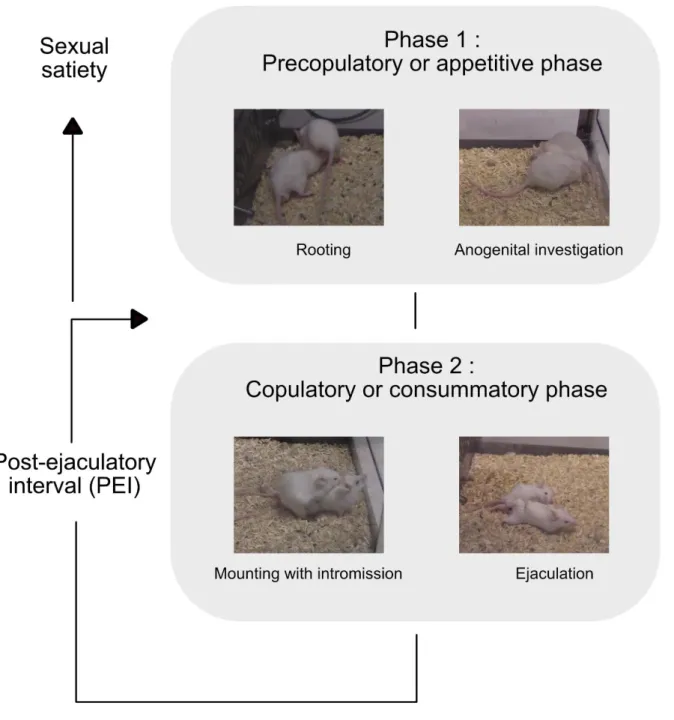 Figure 4. Description of male sexual behavior.  During an encounter with a female, the male starts  investigating the female to determine the appropriate behavior to adopt