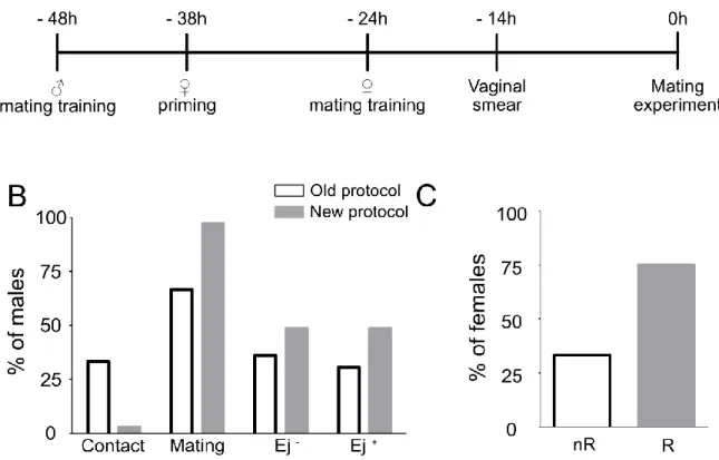 Figure 10. Improvement of the protocol for mating experiments.  The protocol for mating  experiments is now composed of 3 steps, the training of the  males 48h prior experiment, the  priming of the females 38h prior experiment , and the training of the fem