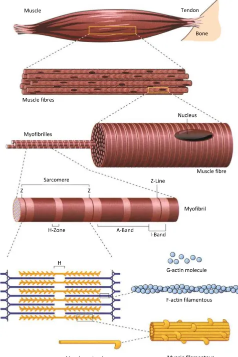 Figure 1.4.: Construction of a human skeletal muscle (modified after Bloom &amp;