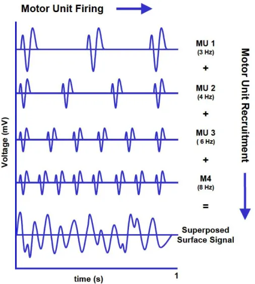 Figure 1.7.: Recruitment and firing rate of motor units result in superpositioned EMG signal [62]