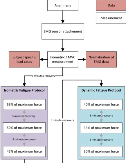 Figure 2.14.: Workflow of the experimental protocol to study muscle recruitment pattern during exhausting exercises