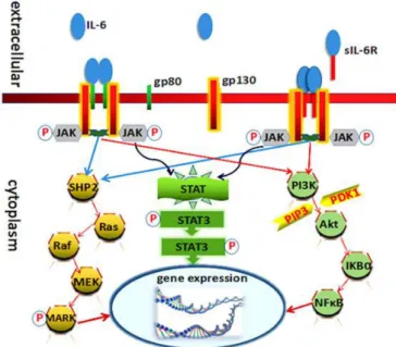 Figure 5: IL-6 signaling mechanism: IL-6 binds to the heterodimer receptor on the cell membrane, consisting of gp80 (carrying  binding site for IL-6) and gp130 (IL-6Rβ), which then homodimerizes and activates JAK/STAT, MAPK/ERK and PI3K/Akt  signaling casc