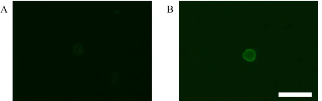 Figure 16: Isolation of EpCAM+ cells from CD45+ population (A) and CD45 -  population (B) isolated from bone marrow of  Balb/c mice