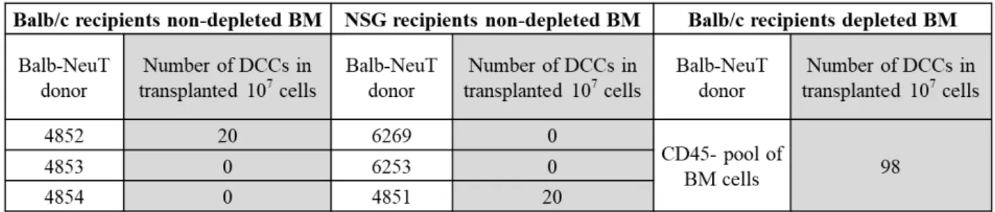 Table 4: Calculated number of CK+ DCCs transplanted to Balb/c and NSG recipients 