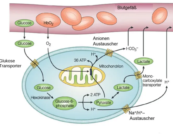 Abbildung 1 Zellulärer Glukose Metabolismus: 
