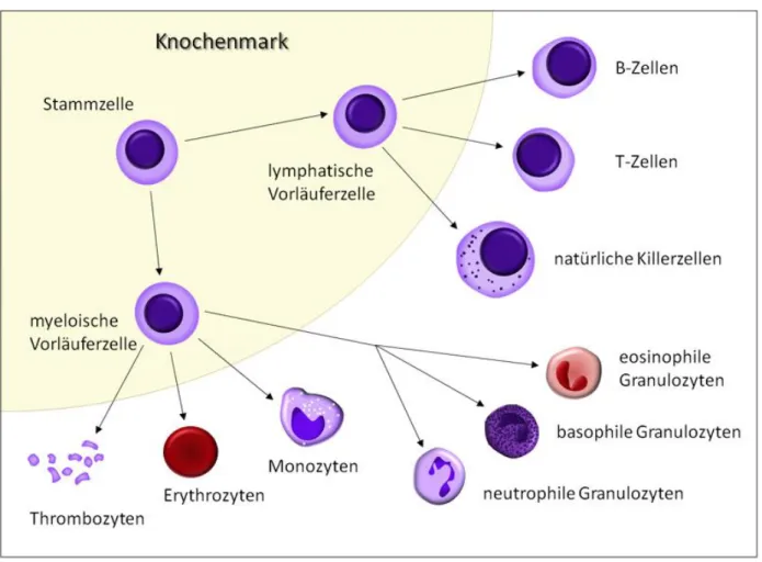 Abbildung 6 Der gemeinsame Ursprung der myeloischen und lymphatischen Zellen aus einer gemeinsamen  Stammzelle 