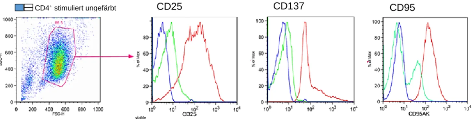 Abbildung 7 „Gating“ der CD4+ T – Zellen zur Untersuchung der Oberflächenexpression von CD25, CD137  und CD95 