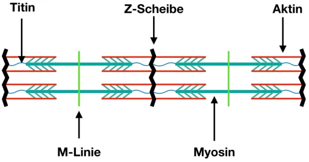 Abbildung 2 – Aufbau eines Sarkomers. 