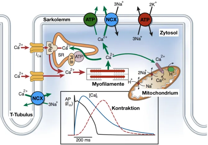 Abbildung 3 – Elektromechanische Kopplung in einer Herzmuskelzelle, modifiziert nach (16) 