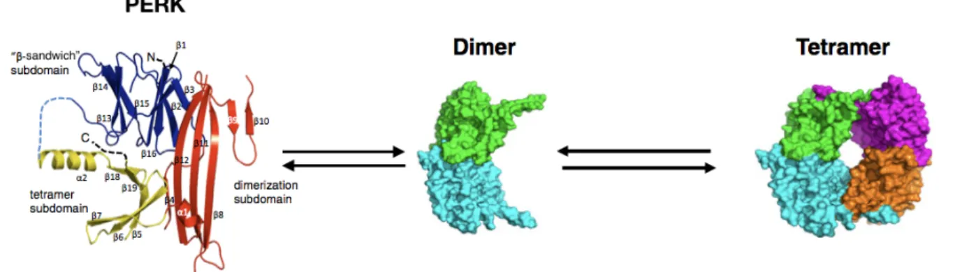 Abbildung 7 Struktur von PERK als Monomer, Dimer und Tetramer. Modifiziert nach (95). 