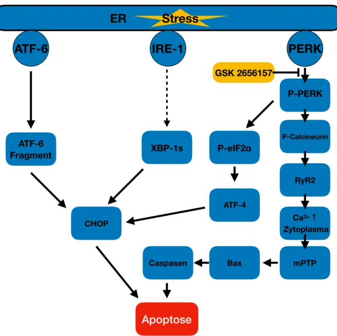 Abbildung 8 – Schematische Signalkaskade zu ER-Stress induzierter Apoptose mit Fokus auf PERK