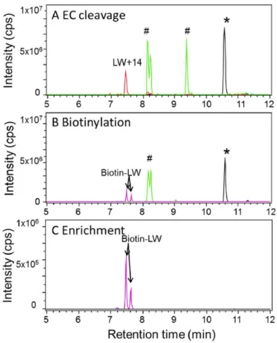 Figure  3.12  (A)  LC-MS  of  the  electrochemically  digested  tripetide  LWL,  (B)  measurement  of  the  reaction  mixture  after  biotinylation  and  solid-phase  extraction,  and  (C)  measurement  of  the  biotinylated  LW+14  fragment  after  enrich