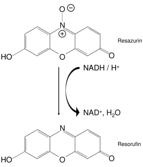 Abbildung 8.  Reduktion von Resazurin zu Resorufin in lebenden Zellen .
