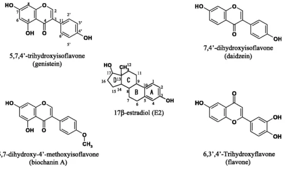 Abbildung  3:  Chemische  Strukturen  von  17-β-E2  und  Phytoöstrogenen  nach  Suetsugi M et al