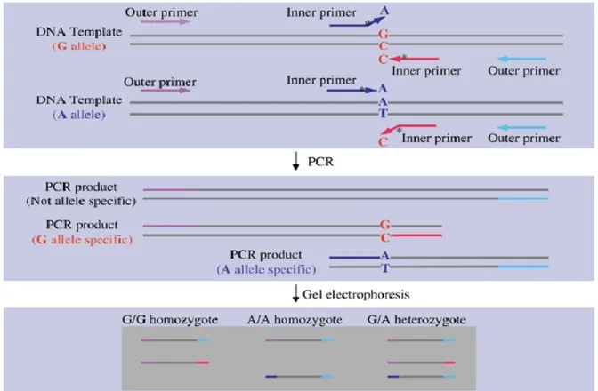 Abbildung 5: Schematische Darstellung der Tetra-Primer ARMS-PCR (nach Ye S et  al. 2001 (125)  