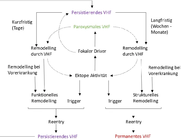 Abb.  1.3:  Schema  zur  VHF-Entstehung.  Erstellt  am  Beispiel  von  Wakili  et  al.,  2011  [45]